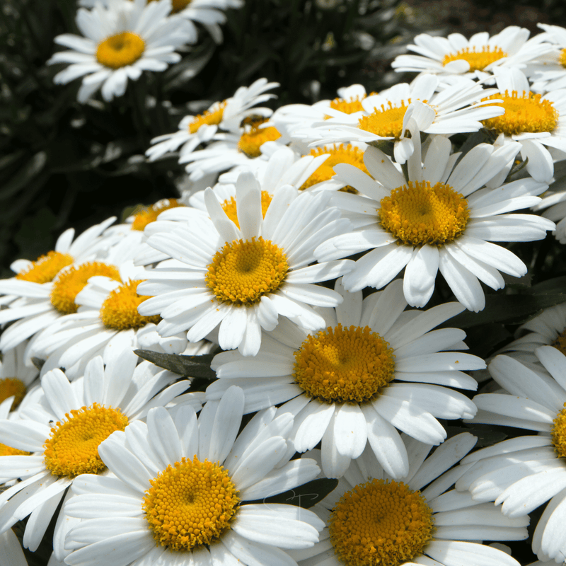 Load image into Gallery viewer, Alaska Shasta Daisy – 100 Seeds
