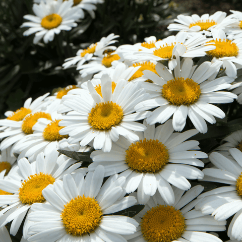 Alaska Shasta Daisy seeds package, 100 count, GrowTime Garden Supply