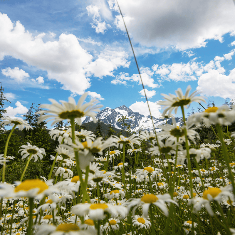 Load image into Gallery viewer, Alaska Shasta Daisy – 100 Seeds
