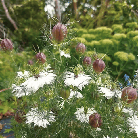 Albion Black Pods Love in a Mist – 100 Seeds, additional product view 2