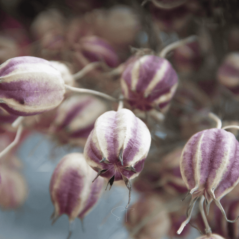 Load image into Gallery viewer, Albion Black Pods Love in a Mist – 100 Seeds
