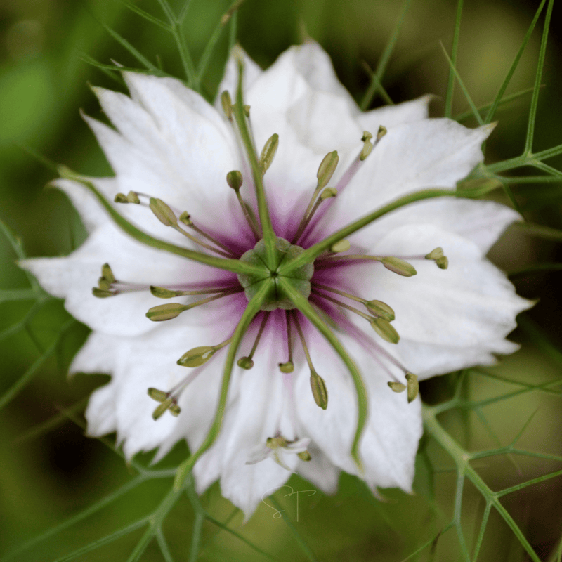 Load image into Gallery viewer, Albion Black Pods Love in a Mist – 100 Seeds
