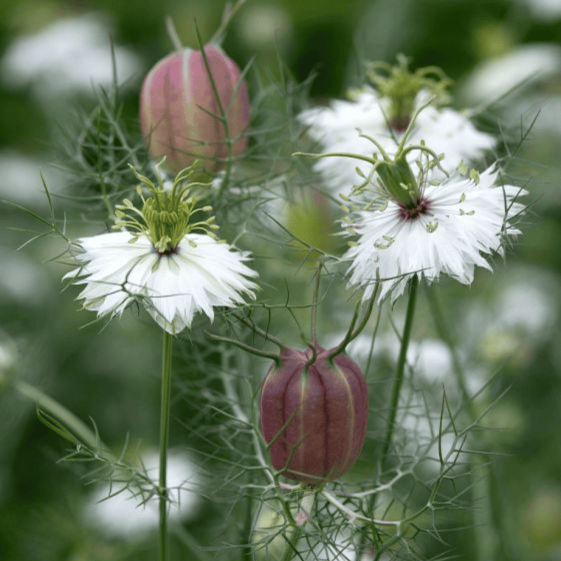 Load image into Gallery viewer, Albion Black Pods Love in a Mist – 100 Seeds
