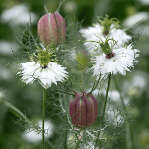 Albion Black Pods Love in a Mist seeds package, 100 count, GrowTime Garden Supply