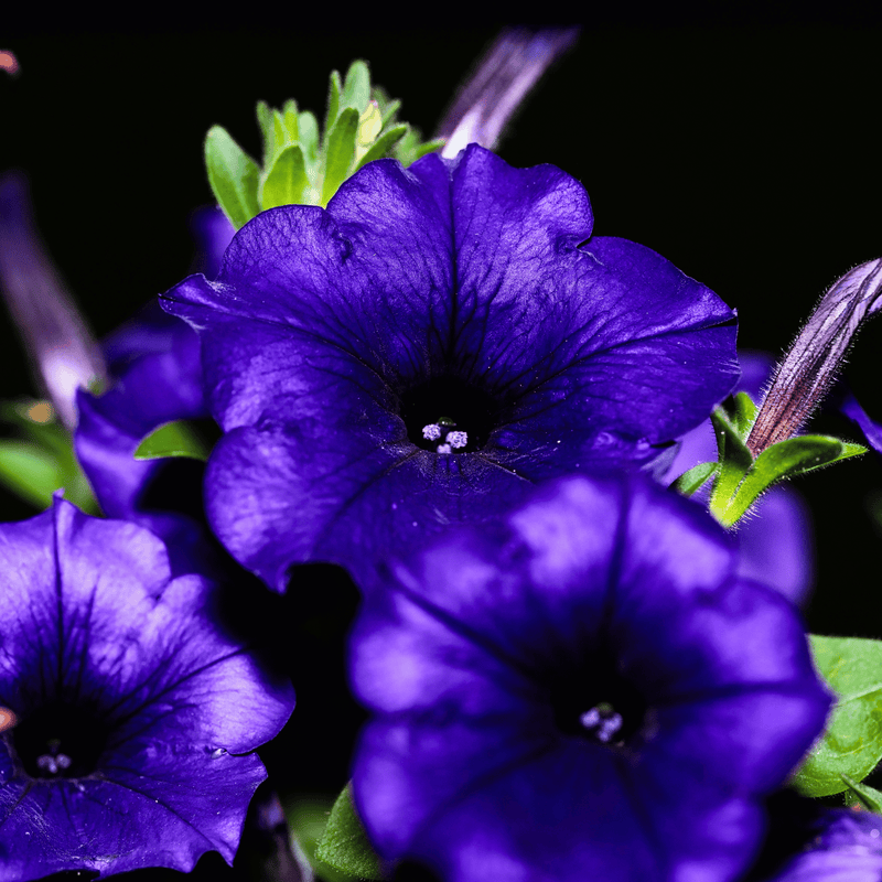 Load image into Gallery viewer, Alderman Blue Petunia – 100 Seeds
