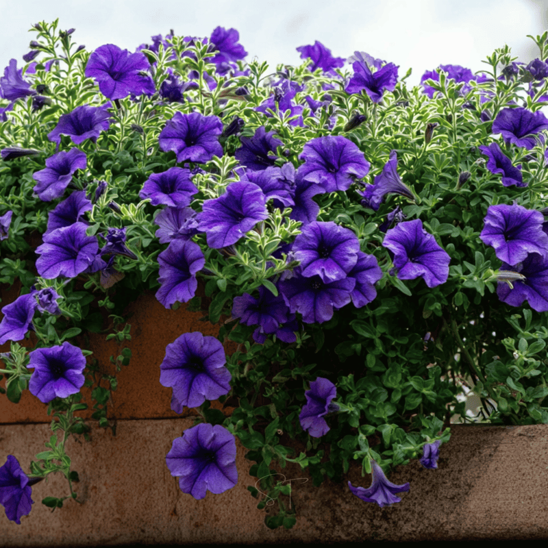 Load image into Gallery viewer, Alderman Blue Petunia – 100 Seeds
