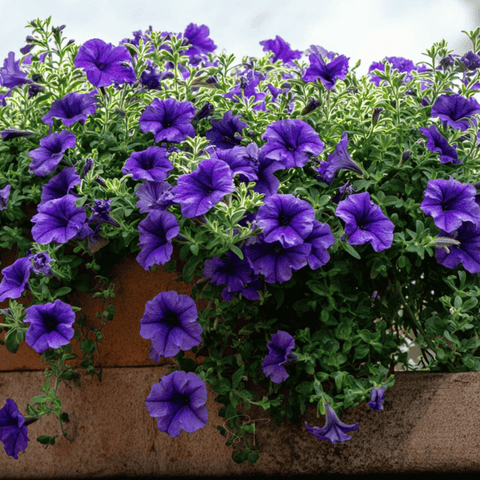 Alderman Blue Petunia – 100 Seeds, additional product view 2