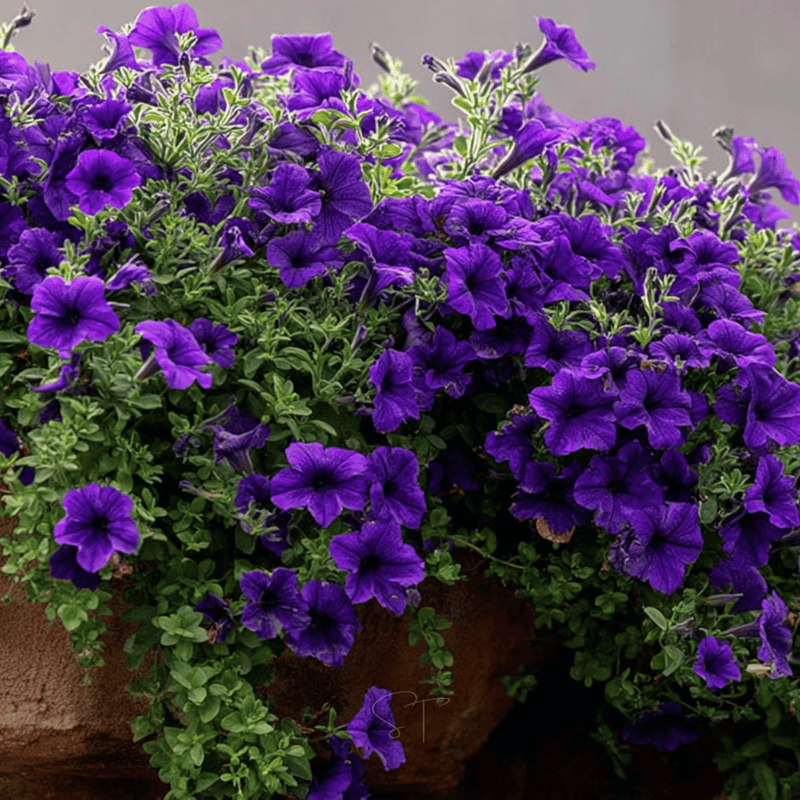 Load image into Gallery viewer, Alderman Blue Petunia – 100 Seeds

