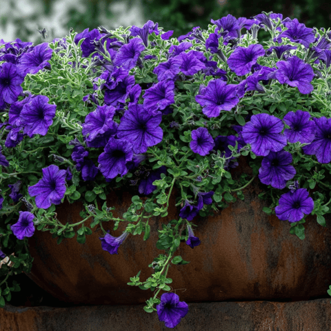 Alderman Blue Petunia 100 Seeds