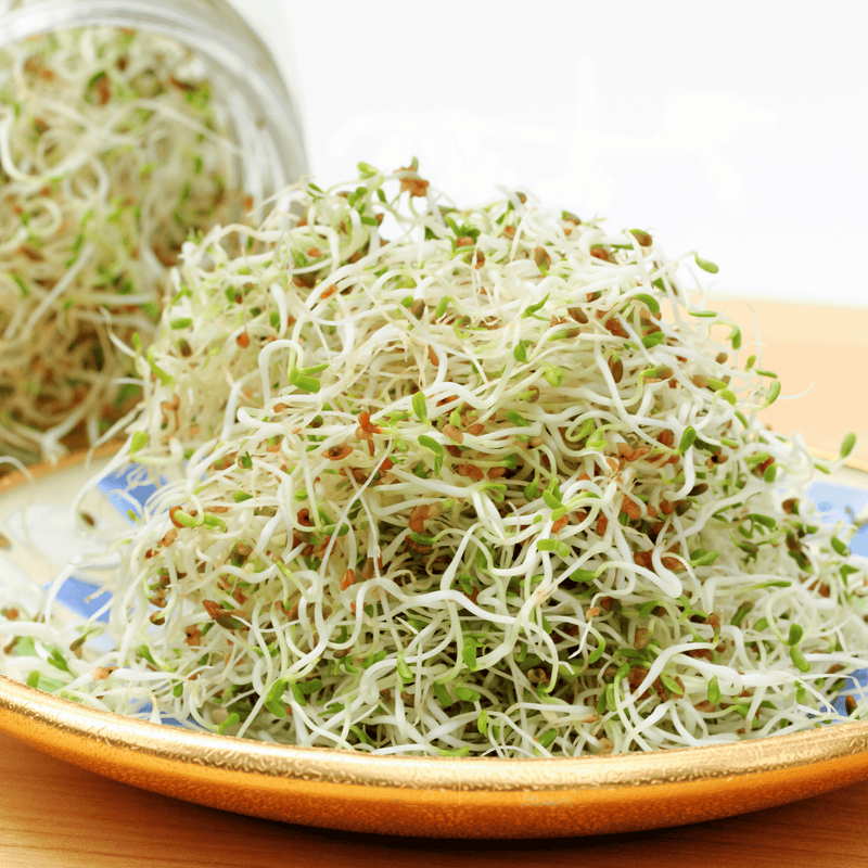 Load image into Gallery viewer, Alfalfa Sprout – 500 Seeds
