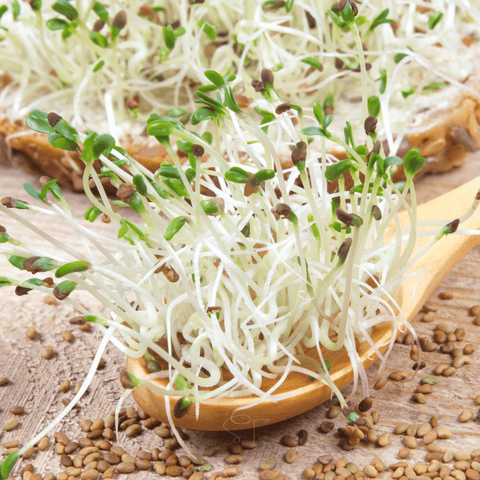 Alfalfa Sprout – 500 Seeds, additional product view 2