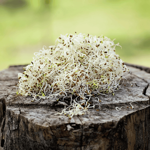 Alfalfa Sprout seeds package, 500 count, GrowTime Garden Supply