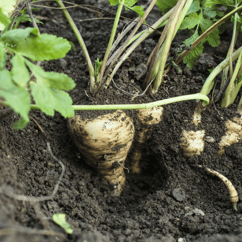 All American Parsnip – 100 Seeds, additional product view 2