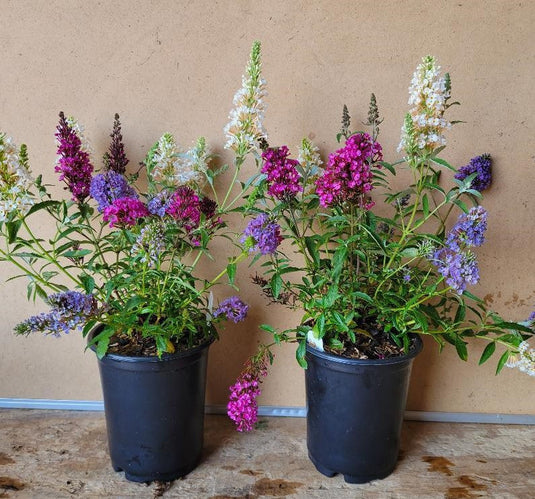 "All the Buzz" Buddleia 3 colors in 1 Butterfly Bush