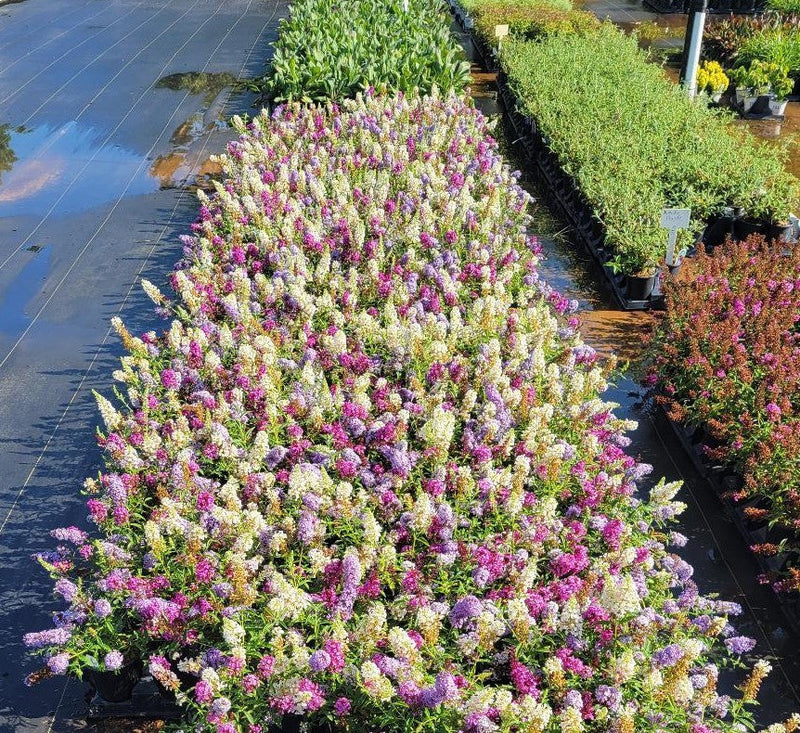Load image into Gallery viewer, "All the Buzz" Buddleia 3 colors in 1 Butterfly Bush
