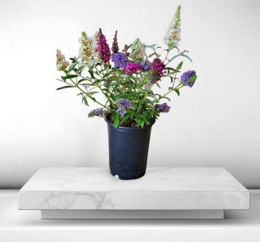 "All the Buzz" Buddleia 3 colors in 1 Butterfly Bush