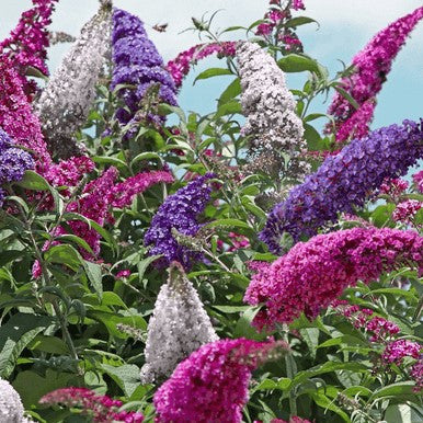 All the Buzz Buddleia 3-color butterfly bush