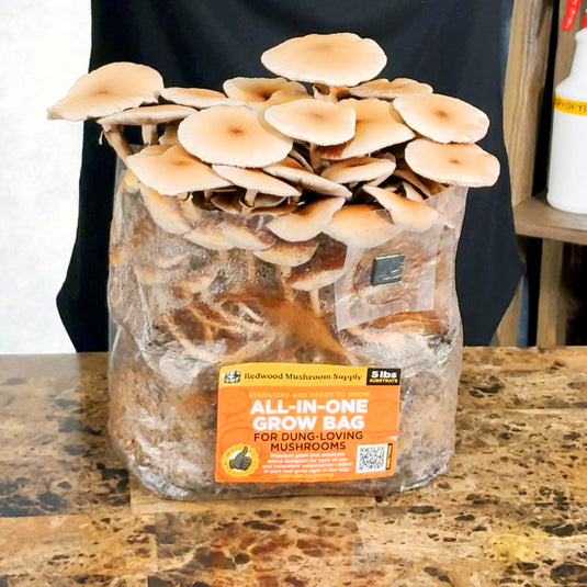 'All-in-One' Mushroom Grow Bag - Dung Loving