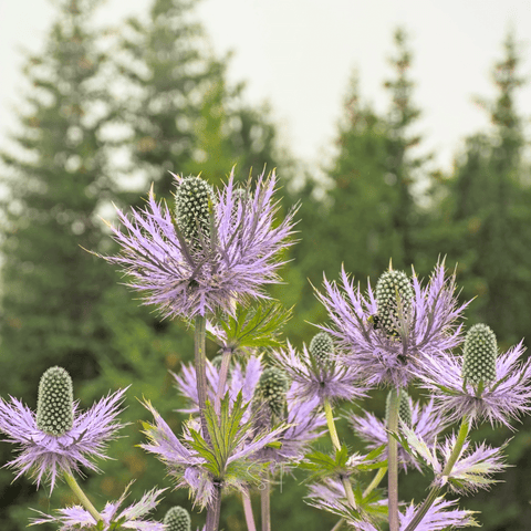 Alpine Sea Holly 25 Seeds