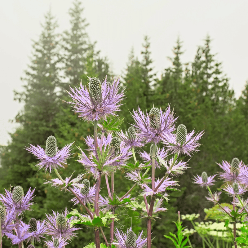 Load image into Gallery viewer, Alpine Sea Holly – 25 Seeds
