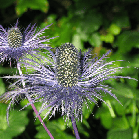 Alpine Sea Holly – 25 Seeds, additional product view 2