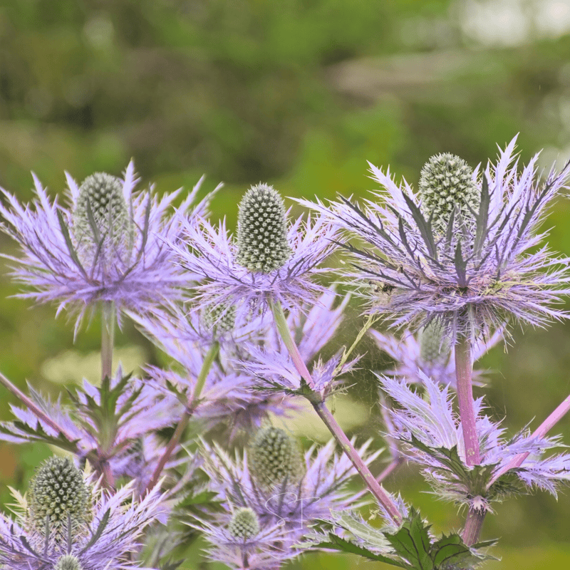 Load image into Gallery viewer, Alpine Sea Holly – 25 Seeds
