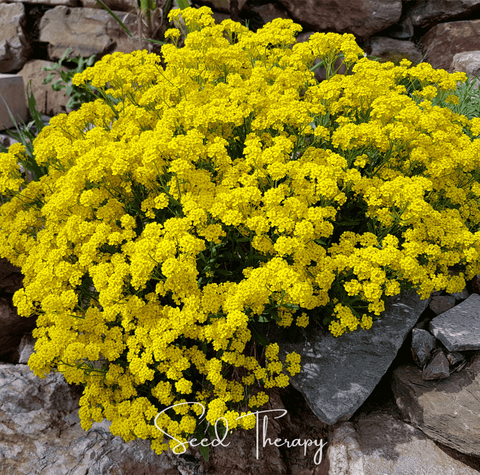 Basket of Gold Alyssum 100 Seeds