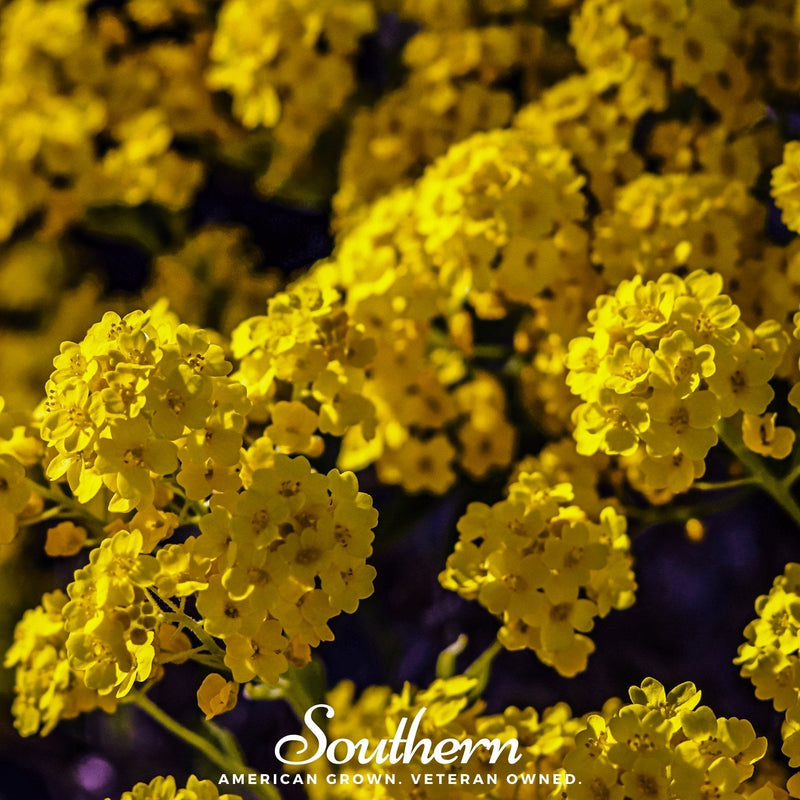 Load image into Gallery viewer, Basket of Gold Alyssum – 100 Seeds
