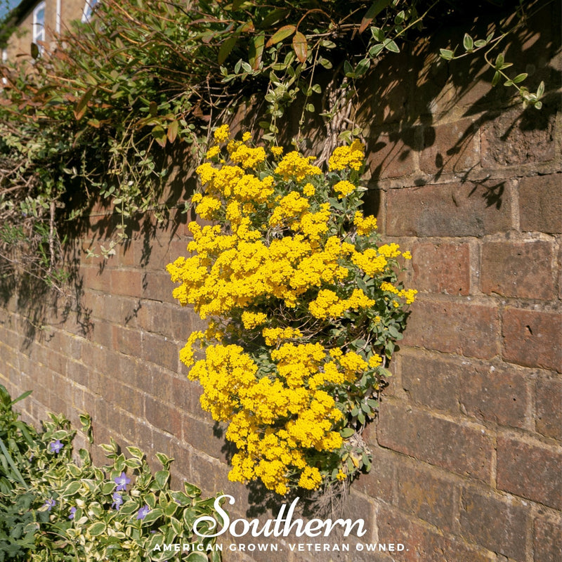 Load image into Gallery viewer, Basket of Gold Alyssum – 100 Seeds
