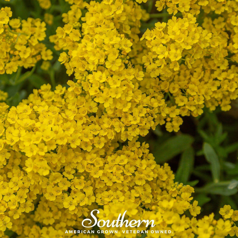 Load image into Gallery viewer, Basket of Gold Alyssum – 100 Seeds
