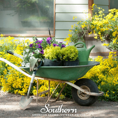 Basket of Gold Alyssum – 100 Seeds, additional product view 2
