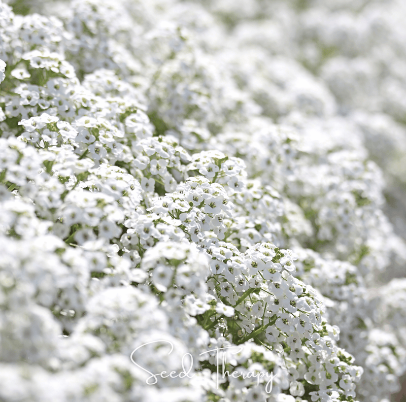 Load image into Gallery viewer, Carpet of Snow Sweet Alyssum – 250 Seeds
