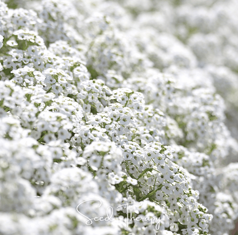 Carpet of Snow Sweet Alyssum 250 Seeds