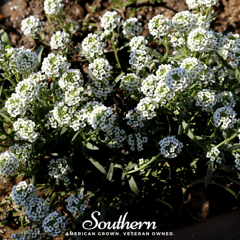 Load image into Gallery viewer, Carpet of Snow Sweet Alyssum – 250 Seeds
