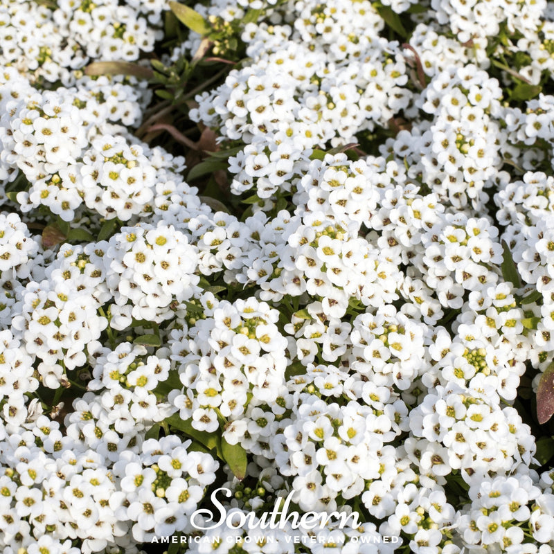 Load image into Gallery viewer, Carpet of Snow Sweet Alyssum – 250 Seeds

