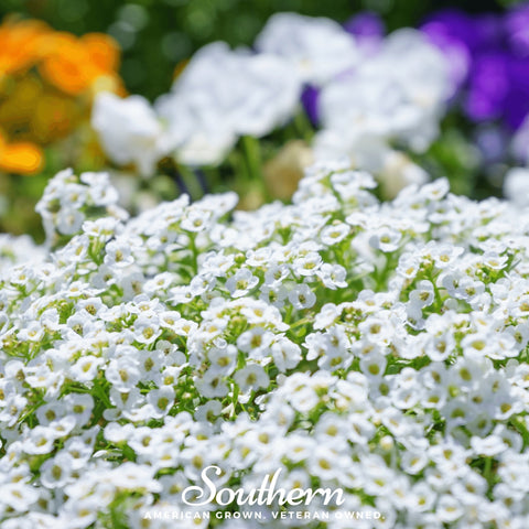 Carpet of Snow Sweet Alyssum – 250 Seeds, additional product view 2