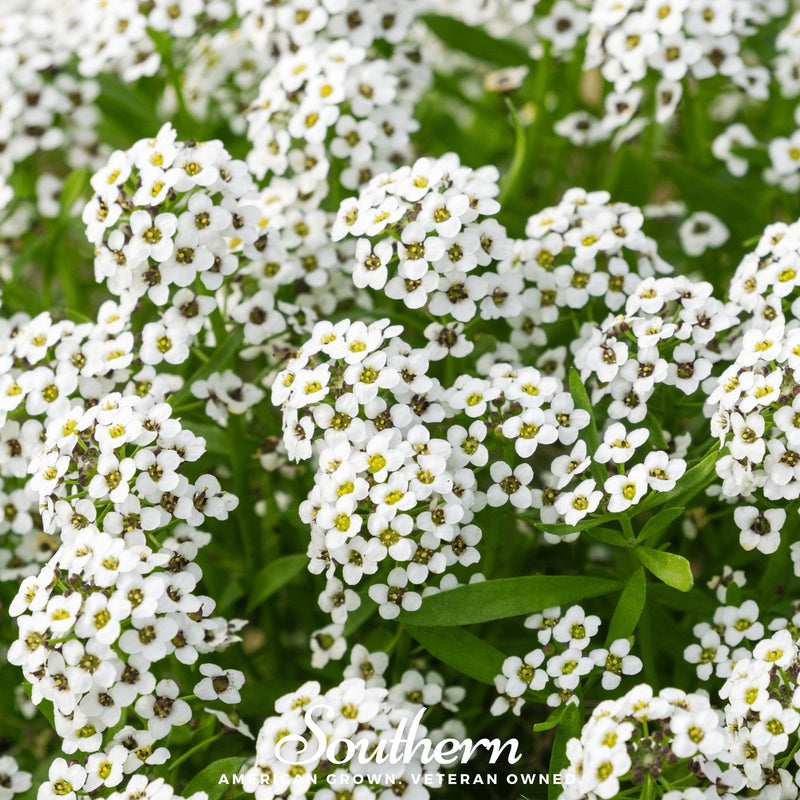 Load image into Gallery viewer, Carpet of Snow Sweet Alyssum – 250 Seeds
