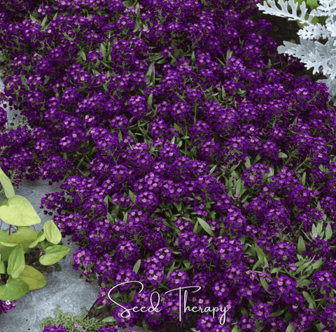 Oriental Nights Alyssum 100 Seeds