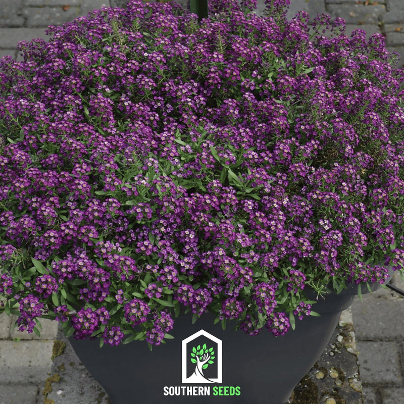 Load image into Gallery viewer, Oriental Nights Alyssum – 100 Seeds
