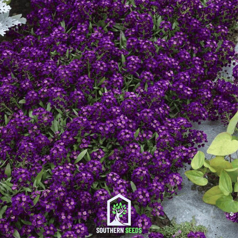 Oriental Nights Alyssum – 100 Seeds, additional product view 2