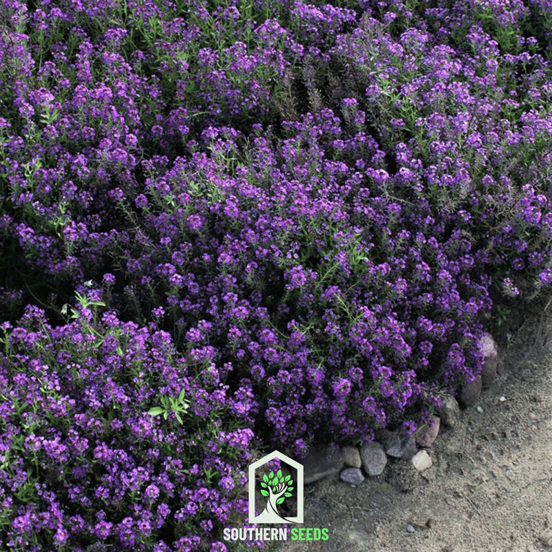 Load image into Gallery viewer, Oriental Nights Alyssum – 100 Seeds
