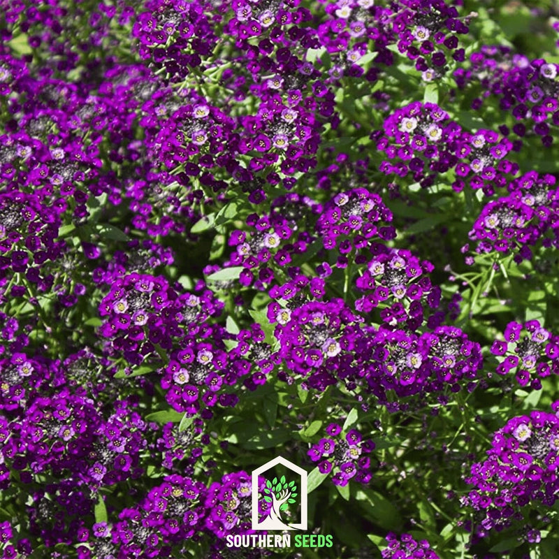 Load image into Gallery viewer, Oriental Nights Alyssum – 100 Seeds
