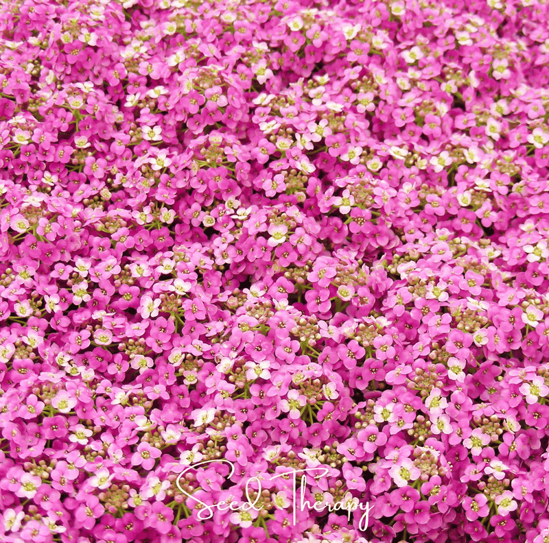 Load image into Gallery viewer, Pink Dwarf Sweet Alyssum – 250 Seeds
