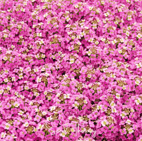 Pink Dwarf Sweet Alyssum – 250 Seeds, additional product view 2