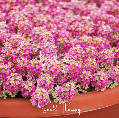 Pink Dwarf Sweet Alyssum 250 Seeds