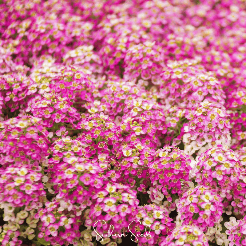 Load image into Gallery viewer, Pink Dwarf Sweet Alyssum – 250 Seeds
