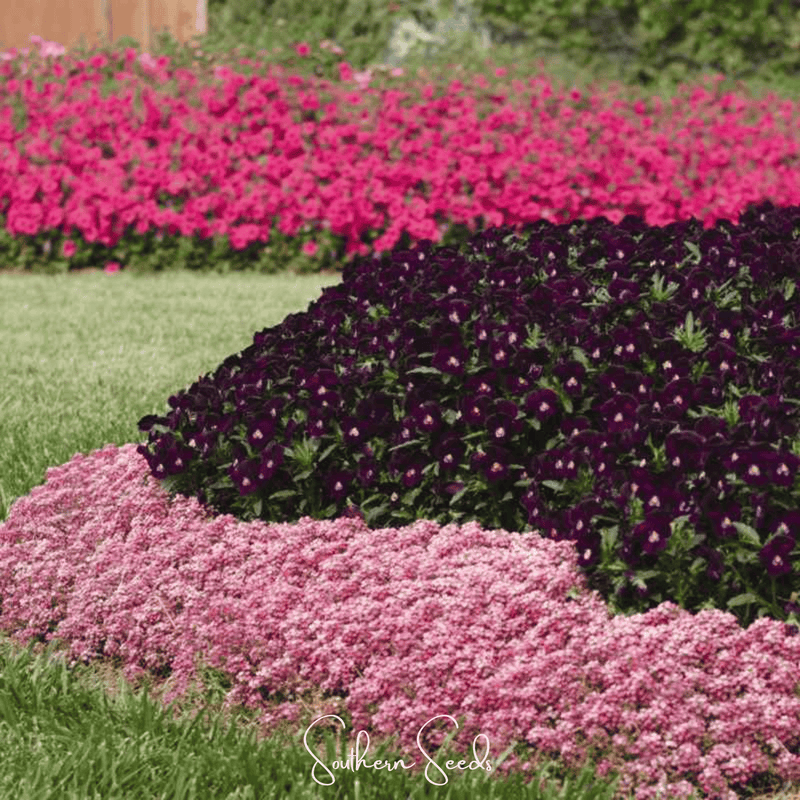 Load image into Gallery viewer, Pink Dwarf Sweet Alyssum – 250 Seeds
