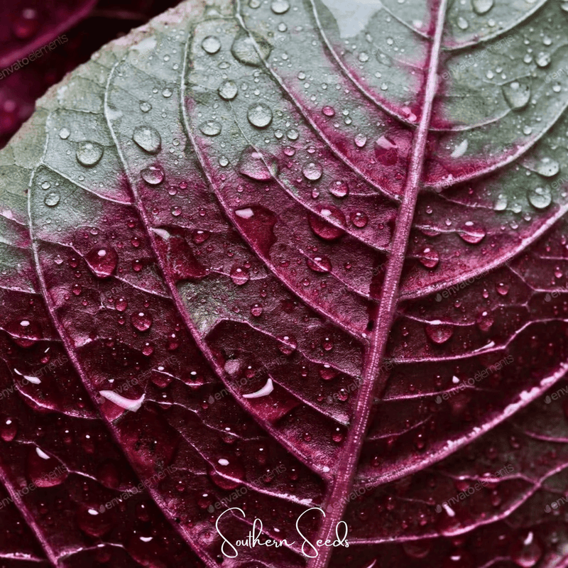 Load image into Gallery viewer, Midnight Red Amaranth – 250 Seeds
