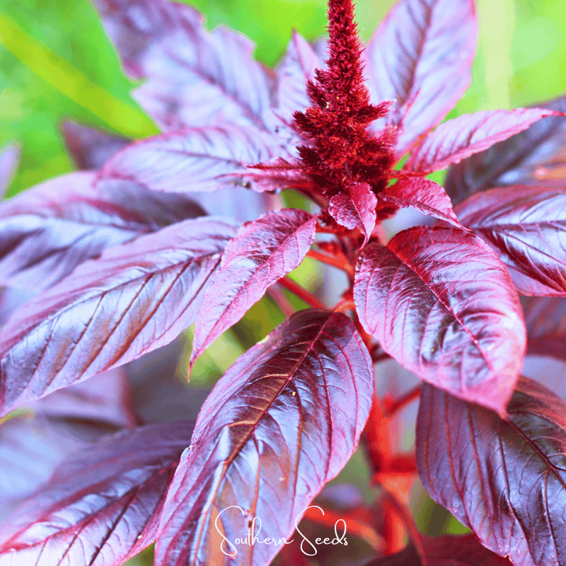 Load image into Gallery viewer, Midnight Red Amaranth – 250 Seeds
