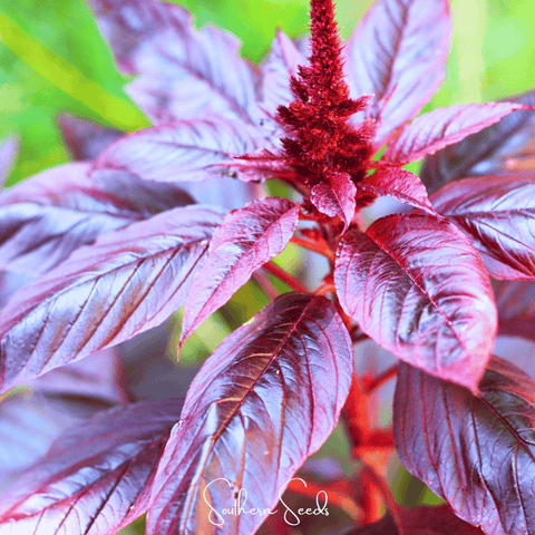 Midnight Red Amaranth – 250 Seeds, additional product view 2